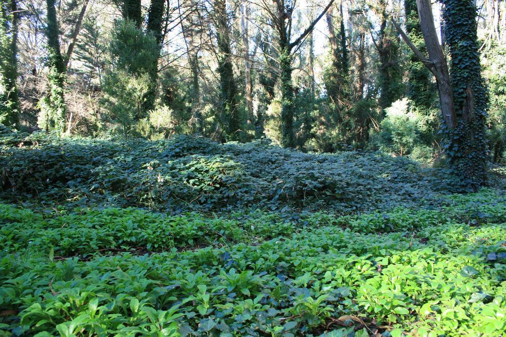 Las Cortaderas Bosque Peralta Ramos Mar del Plata Bagian luar foto
